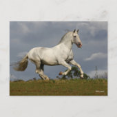 Carte Postale Stallion andalou gris contre le ciel (Devant)
