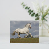 Carte Postale Stallion andalou gris contre le ciel (Debout devant)