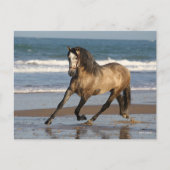 Carte Postale Stallion Andalou Gris Dappé Sur La Plage (Devant)