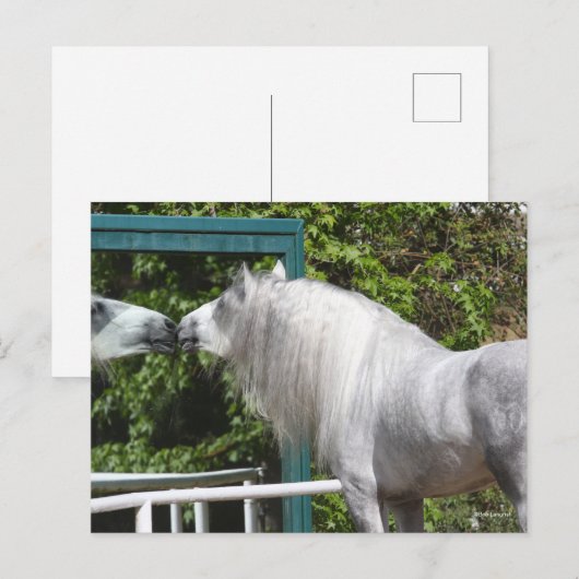 Carte Postale Stallion Andalou Gris Regardant En Miroir (Devant / Derrière)