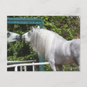 Carte Postale Stallion Andalou Gris Regardant En Miroir (Devant)