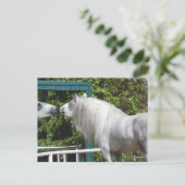 Carte Postale Stallion Andalou Gris Regardant En Miroir (Debout devant)