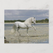 Carte Postale Stallion Andalou Gris Se Trouvant Dans Le Lac (Devant)