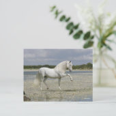 Carte Postale Stallion Andalou Gris Se Trouvant Dans Le Lac (Debout devant)