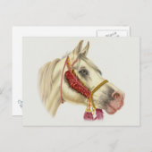 Carte Postale Stallion arabe (Devant / Derrière)