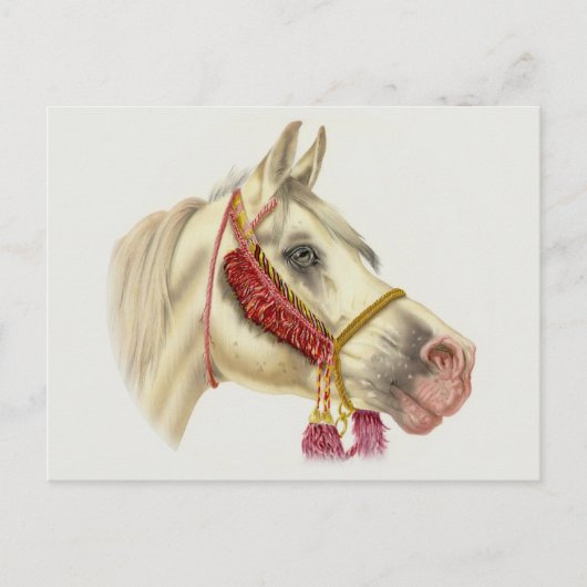 Carte Postale Stallion arabe (Devant)
