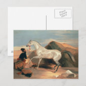 Carte Postale Stallion arabe (Devant / Derrière)