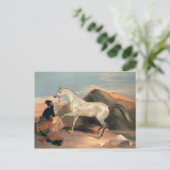 Carte Postale Stallion arabe (Debout devant)