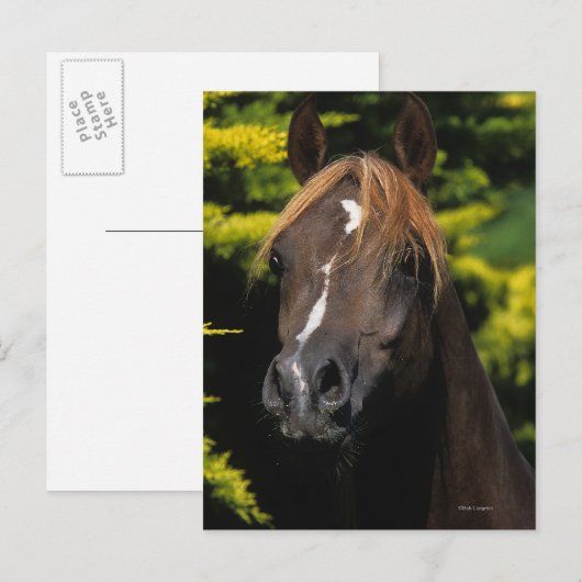 Carte Postale Stallion arabe (Devant / Derrière)