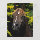 Carte Postale Stallion arabe (Devant)