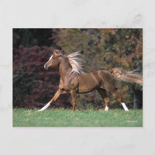 Carte Postale Stallion Arabe Courant Fluant Mane Et Queue (Devant)