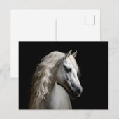 Carte Postale Stallion blanc andalou (Devant / Derrière)
