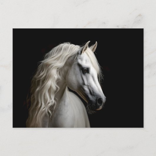 Carte Postale Stallion blanc andalou (Devant)