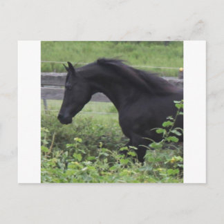 Carte Postale Stallion d'Arabie Noire