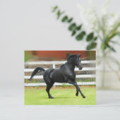 Carte Postale Stallion d'Arabie Noire (Debout devant)