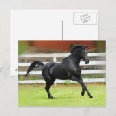 Carte Postale Stallion d'Arabie Noire (Devant / Derrière)