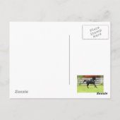 Carte Postale Stallion d'Arabie Noire (Dos)