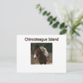 Carte Postale Stallion des Pony de l'île de Chincoteague (Debout devant)