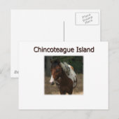 Carte Postale Stallion des Pony de l'île de Chincoteague (Devant / Derrière)