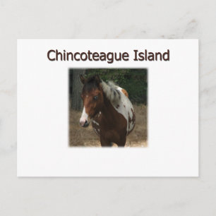 Carte Postale Stallion des Pony de l'île de Chincoteague