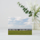 Carte Postale Stallion Farm (Debout devant)