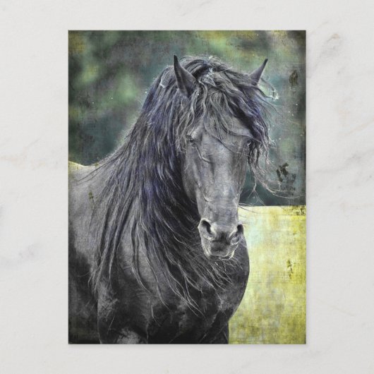 Carte Postale Stallion friésienne (Devant)