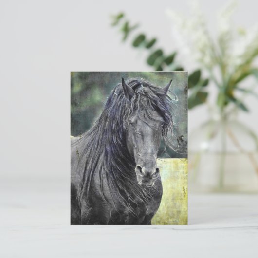 Carte Postale Stallion friésienne (Debout devant)