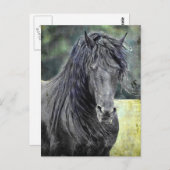 Carte Postale Stallion friésienne (Devant / Derrière)