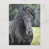 Carte Postale Stallion friésienne (Devant)
