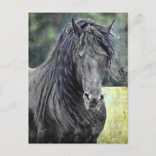 Carte Postale Stallion friésienne (Devant)