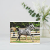 Carte Postale Stallion gris arabe (Debout devant)