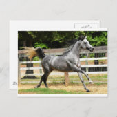 Carte Postale Stallion gris arabe (Devant / Derrière)