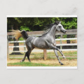 Carte Postale Stallion gris arabe (Devant)