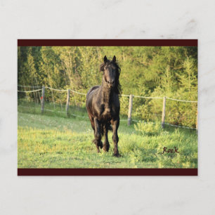 Carte Postale Stallion noir
