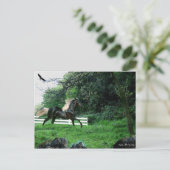 Carte Postale Stallion noir (Debout devant)