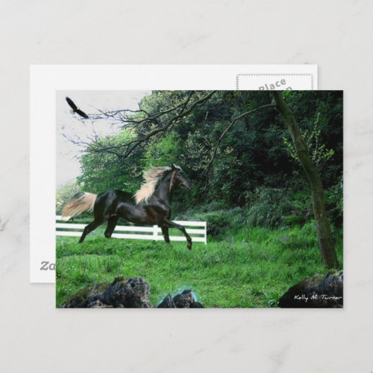 Carte Postale Stallion noir (Devant / Derrière)