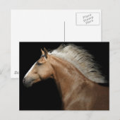 Carte Postale Stallion Palomino (Devant / Derrière)