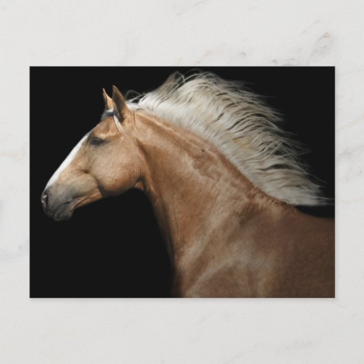 Carte Postale Stallion Palomino (Devant)