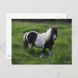 Carte Postale Stallion Pony Shetland Se Trouvant Dans L'Herbe