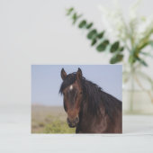Carte postale Stallion pour laver le sable (Debout devant)