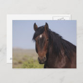 Carte postale Stallion pour laver le sable (Devant / Derrière)