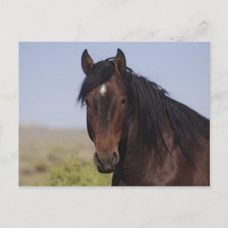 Carte postale Stallion pour laver le sable
