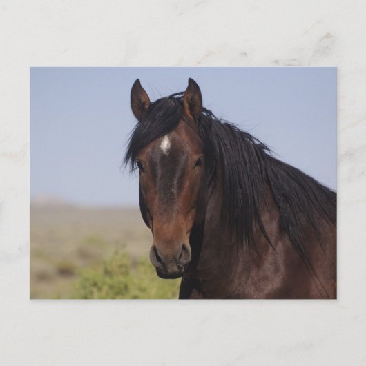 Carte postale Stallion pour laver le sable (Devant)