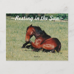 Carte postale Stallion reposant