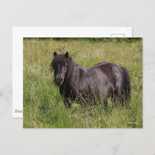 Carte Postale Stallion Shetland Noir debout Dans L'Herbe