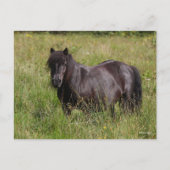 Carte Postale Stallion Shetland Noir debout Dans L'Herbe (Devant)