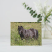 Carte Postale Stallion Shetland Noir debout Dans L'Herbe (Debout devant)