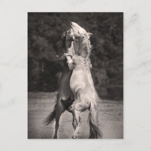 Carte Postale Stallions dansants