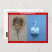 Carte Postale Stamford, CT (Devant / Derrière)