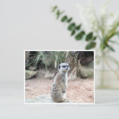 Carte Postale stand de meerkat (Debout devant)